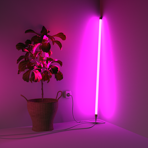 Roze